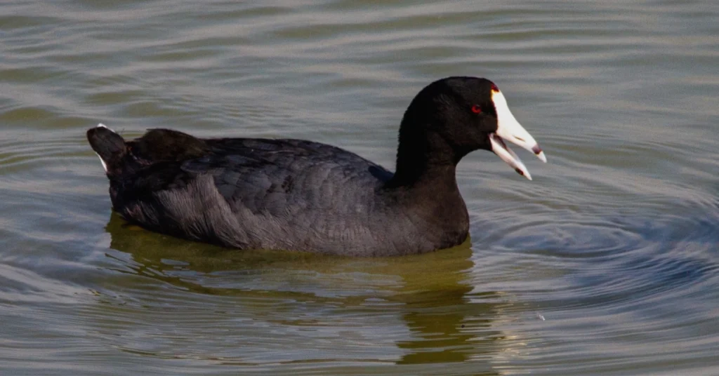 American Coots Newport Guide