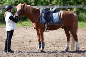 Horse Saddles